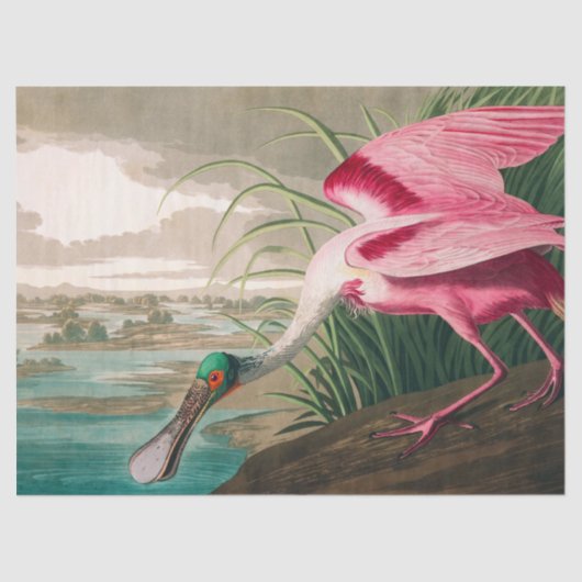 Roseate Spoonbill von John James Audubon Seidenpapier (Vorderseite)