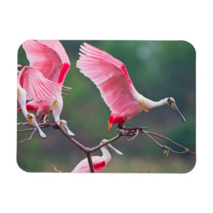 Roseate Spoonbills (Ajaia Ajaja) Landung Magnet