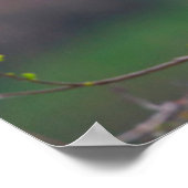 Roseate Spoonbills (Ajaia Ajaja) Landung Poster (Ecke)