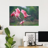 Roseate Spoonbills (Ajaia Ajaja) Landung Poster (Heimbüro)