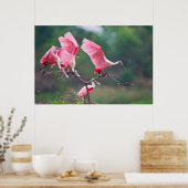 Roseate Spoonbills (Ajaia Ajaja) Landung Poster (Küche)