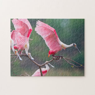 Roseate Spoonbills (Ajaia Ajaja) Landung Puzzle