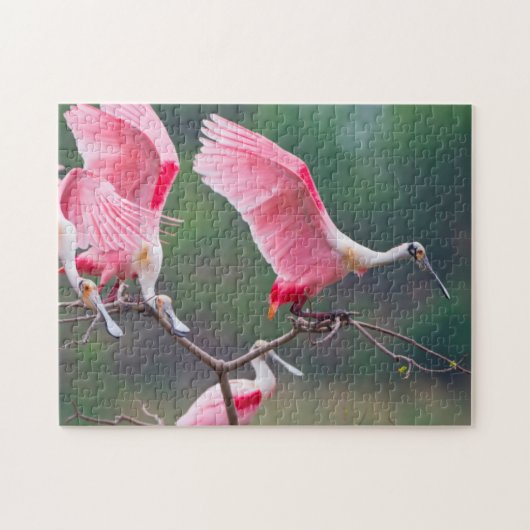 Roseate Spoonbills (Ajaia Ajaja) Landung Puzzle (Horizontal)