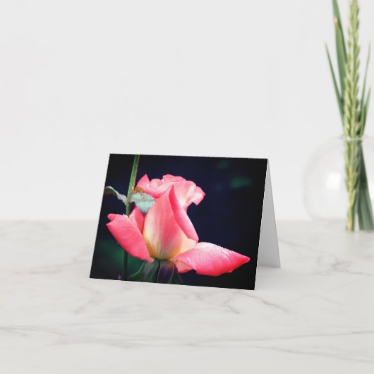 Rosebud Delight Blumenfotografie (Vorderseite)