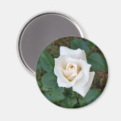 Rosebude Magnet (Vorderseite/Rückseite)