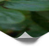 Rosebude Poster (Ecke)