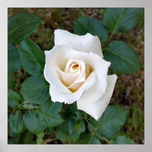 Rosebude Poster (Vorne)