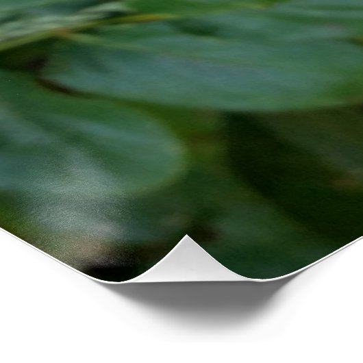 Rosebude Poster (Ecke)