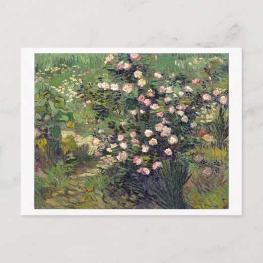 Rosebush in Blossom Vincent van Gogh Postcard Postkarte (Vorderseite)