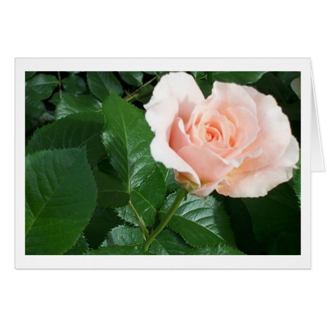 RoseCard (Vorderseite (Horizontal))