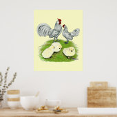 Rosecomb Bantams and Chicks Poster (Küche)