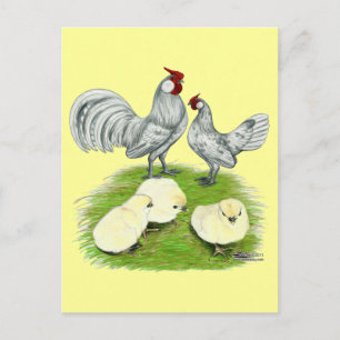 Rosecomb Bantams and Chicks Postkarte