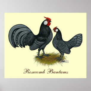 Rosecomb Blue Bantams Poster