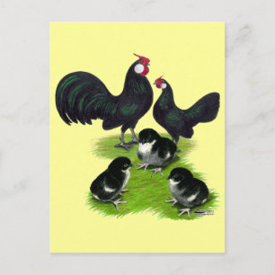 Rosecomb Schwarz Bantam-Familie Postkarte