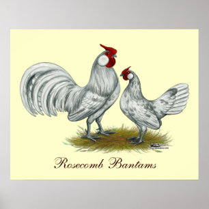 Rosecomb Splash Bantams Poster