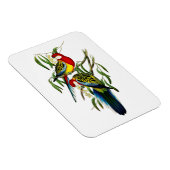 Rosehill Parakeet Parrot Australien Magnet (Rechte Seite)