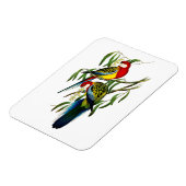 Rosehill Parakeet Parrot Australien Magnet (Linke Seite)