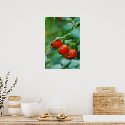 Rosehip-Busch nach Regen Poster (Küche)