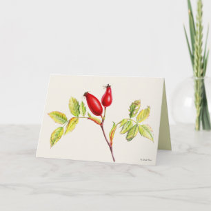 Rosehip-Früchte botanische Aquarellmalerei Karte
