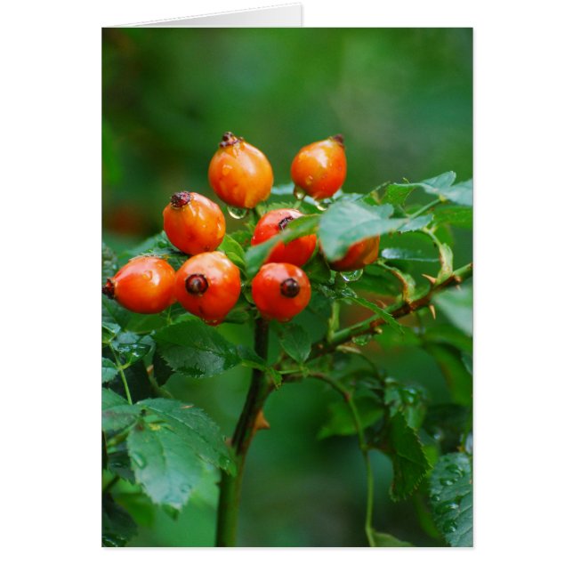 Rosehip nach Regen (Vorne)