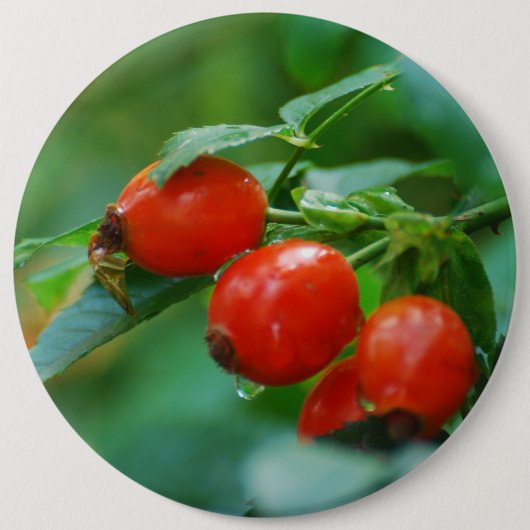 Rosehip nach Regen Button (Vorderseite)