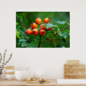 Rosehip nach Regen Poster (Küche)