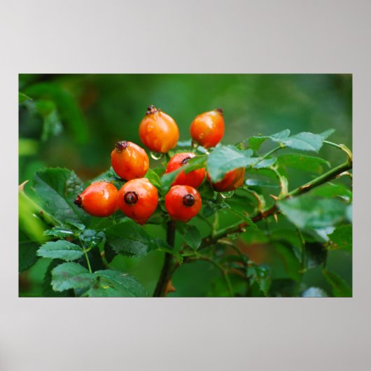 Rosehip nach Regen Poster (Vorne)