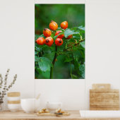 Rosehip nach Regen Poster (Küche)
