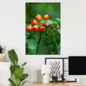 Rosehip nach Regen Poster (Heimbüro)
