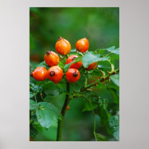 Rosehip nach Regen Poster