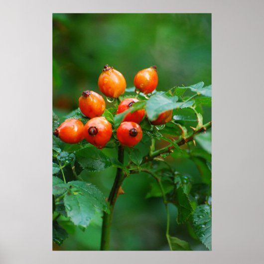 Rosehip nach Regen Poster (Vorne)