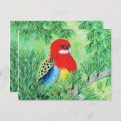 Rosella Bird Painting Postkarte (Vorne/Hinten)