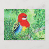 Rosella Bird Painting Postkarte (Rückseite)