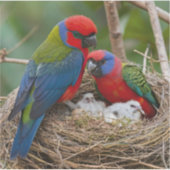 Rosella Birds Aufkleber (Vorderseite)