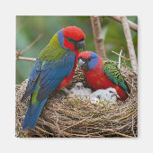 Rosella Birds Magnet (Vorne)