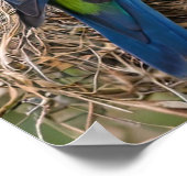 Rosella Birds Poster (Ecke)