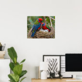 Rosella Birds Poster (Heimbüro)