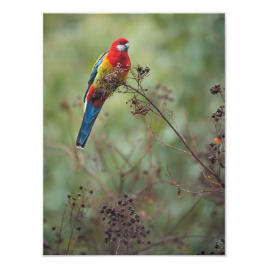 Rosella-Papagei - 12x16" Foto drucken (Vorne)