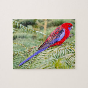 Rosella-Papageien Australien Puzzle