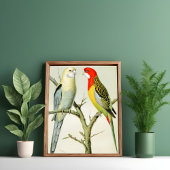 Rosella Parrakeets Poster