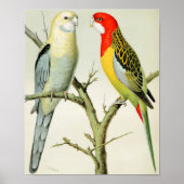 Rosella Parrakeets Poster (Vorne)