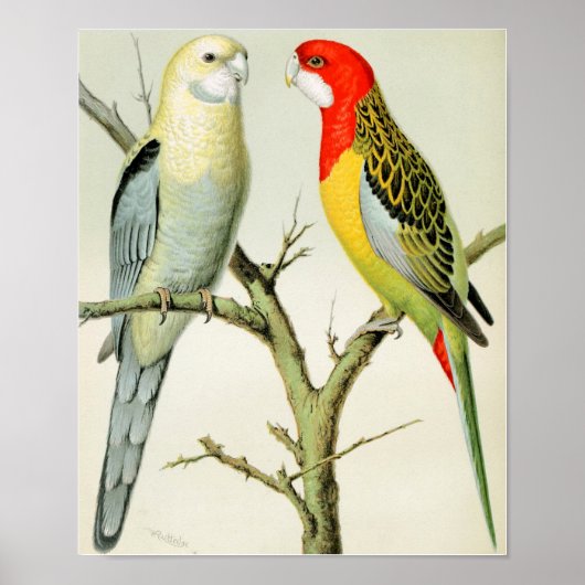 Rosella Parrakeets Poster (Vorne)