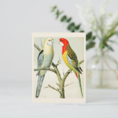 Rosella Parrakeets Postkarte (Stehend Vorderseite)