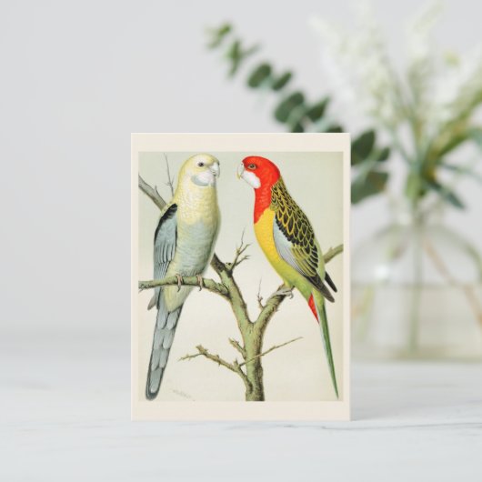Rosella Parrakeets Postkarte (Stehend Vorderseite)
