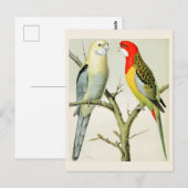 Rosella Parrakeets Postkarte (Vorne/Hinten)