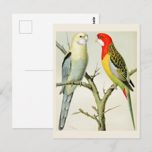 Rosella Parrakeets Postkarte (Vorne/Hinten)