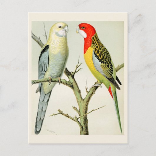 Rosella Parrakeets Postkarte (Vorderseite)