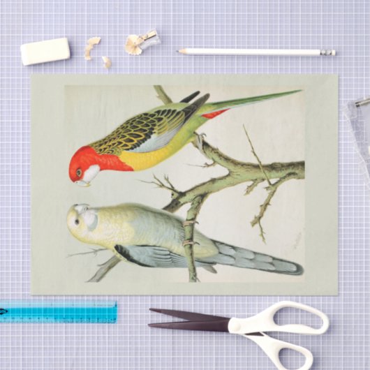 Rosella Parrakeets Seidenpapier (Handwerk)