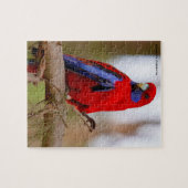 Rosella Parrots Australien Puzzle (Horizontal)