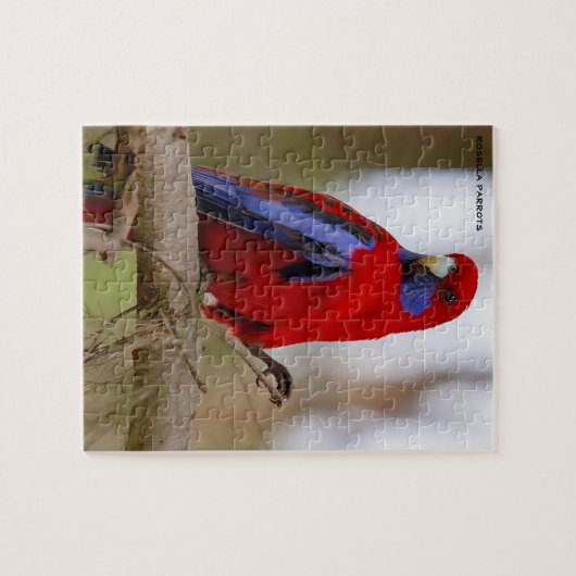 Rosella Parrots Australien Puzzle (Horizontal)